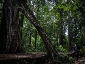 Bukan Kelapa Sawit, Ini Daftar Pohon Penahan Banjir-Longsor dan Bernilai Ekonomi