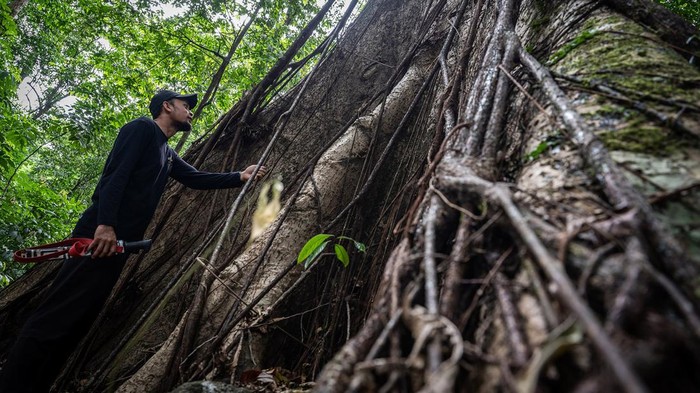 Seorang warga membersihkan jamur putih yang tumbuh di Hutan Hujan Tropis Kahung, Desa Belangian, Kabupaten Banjar, Kalimantan Selatan, Rabu (21/8/2024). Hutan tersebut memiliki kaeanekaragaman hayati khas Pegunungan Meratus seperti pohon Binuang Laki, Beringin yang berukuran besar dan aneka jenis jamur serta terdapat fenomena kejadian bumi (geologi) yang telah ditetapkan menjadi salah satu situs Geopark Meratus untuk diajukan ke UNESCO Global Geopark (UGG). ANTARA FOTO/Bayu Pratama S/foc.