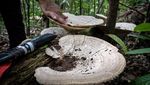 Pesona Hutan Hujan Tropis di Geopark Meratus Kalimantan Selatan