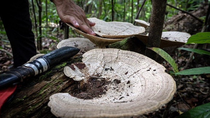 Seorang warga membersihkan jamur putih yang tumbuh di Hutan Hujan Tropis Kahung, Desa Belangian, Kabupaten Banjar, Kalimantan Selatan, Rabu (21/8/2024). Hutan tersebut memiliki kaeanekaragaman hayati khas Pegunungan Meratus seperti pohon Binuang Laki, Beringin yang berukuran besar dan aneka jenis jamur serta terdapat fenomena kejadian bumi (geologi) yang telah ditetapkan menjadi salah satu situs Geopark Meratus untuk diajukan ke UNESCO Global Geopark (UGG). ANTARA FOTO/Bayu Pratama S/foc.