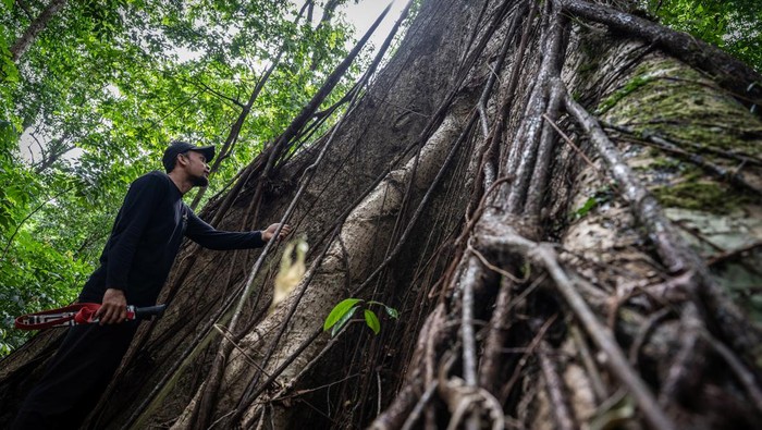 Seorang warga mengamati pohon beringin berukuran besar di Hutan Hujan Tropis Kahung, Desa Belangian, Kabupaten Banjar, Kalimantan Selatan, Rabu (21/8/2024). Hutan tersebut  memiliki kaeanekaragaman hayati khas Pegunungan Meratus seperti pohon Binuang Laki, Beringin yang berukuran besar dan aneka jenis jamur serta terdapat fenomena kejadian bumi (geologi) yang telah ditetapkan menjadi salah satu situs Geopark Meratus untuk diajukan ke UNESCO Global Geopark (UGG). ANTARA FOTO/Bayu Pratama S/foc.
