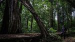 Pesona Hutan Hujan Tropis di Geopark Meratus Kalimantan Selatan