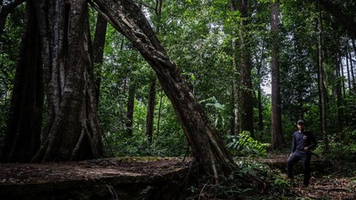 Pesona Hutan Hujan Tropis di Geopark Meratus Kalimantan Selatan