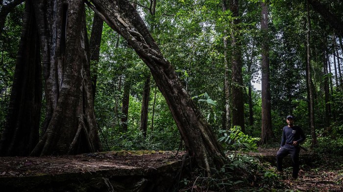 Seorang warga membersihkan jamur putih yang tumbuh di Hutan Hujan Tropis Kahung, Desa Belangian, Kabupaten Banjar, Kalimantan Selatan, Rabu (21/8/2024). Hutan tersebut memiliki kaeanekaragaman hayati khas Pegunungan Meratus seperti pohon Binuang Laki, Beringin yang berukuran besar dan aneka jenis jamur serta terdapat fenomena kejadian bumi (geologi) yang telah ditetapkan menjadi salah satu situs Geopark Meratus untuk diajukan ke UNESCO Global Geopark (UGG). ANTARA FOTO/Bayu Pratama S/foc.