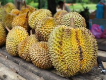 Thailand Pakai Aplikasi Digital untuk Genjot Produksi Durian