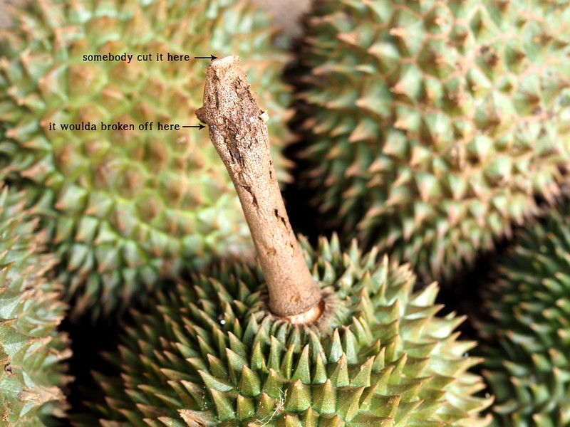 Tips memilih durian Monthong dari Thailand