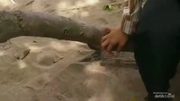 Makan kelapa muda asli dari pantai, asli segarnya.