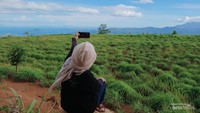Kebun Serai Wangi di Bukit Cendana.