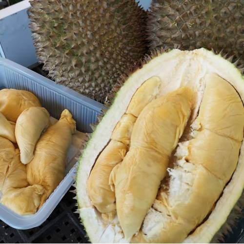 Bikin Kaget! 5 Durian Termahal Ini Harganya Ratusan Juta Rupiah