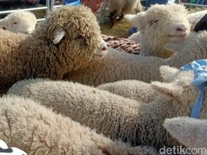 Imutnya Domba Batur Bikin Gemas Wisatawan Dieng Culture Festival: Kayak Boneka!