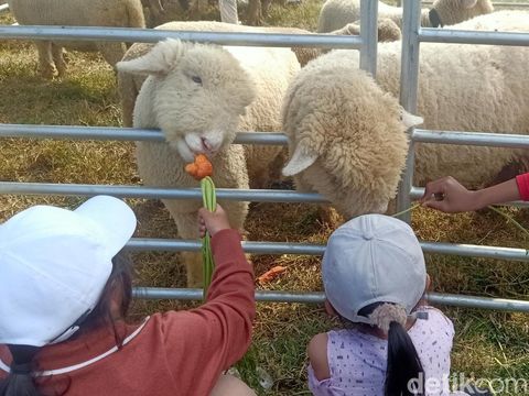 Domba batur yang mencuri perhatian wisatawan Dieng Culture Festival di lapangan Candi Arjuna, Dieng, Banjarnegara, Jumat (23/8/2024).