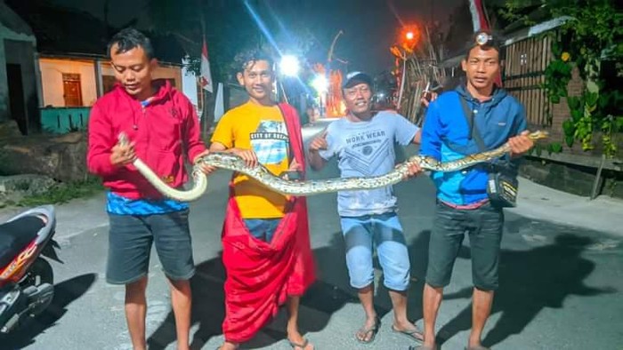 Relawan RCTD saat mengevakuasi ular piton sepanjang 2,5 meter di Tirtomarto, Cawas, Klaten, Jumat (23/8/2024) dini hari.