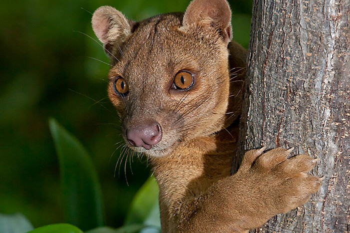 Hewan predator Fossa