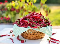 Harga Cabai di Petani Cuma Rp 3.000/Kg