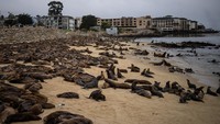 Suara Singa laut tersebut sangat keras dan saling bersahutan antara lainnya.  