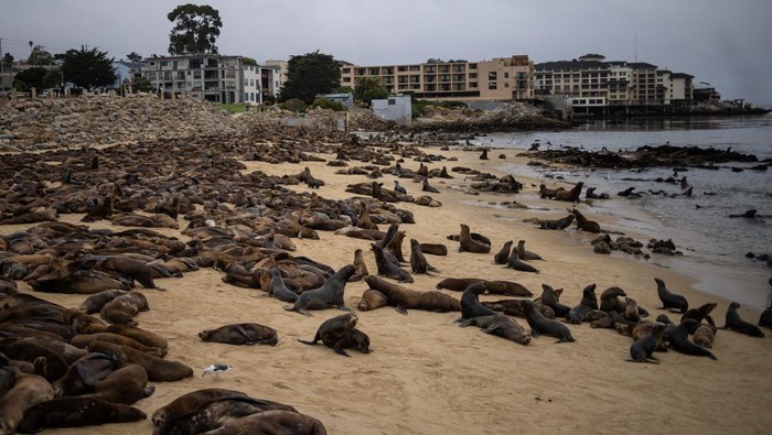 Kawanan Singa Laut 'Invasi' Pantai di California Sea lions congregate at San Carlos Beach while local authorities decided to temporarily close the beach due to the large crowd of these marine mammals in Monterey, California, U.S., August 22, 2024. REUTERS/Carlos Barria TPX IMAGES OF THE DAY