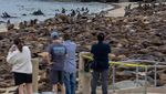 Kawanan Singa Laut Invasi Pantai di California