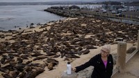 Lisa Uttal, Ahli biologi kelautan mengatakan sebagian besar yang berkumpul di pantai itu merupakan jantan dan singa laut dewasa. Mereka biasanya mengejar makanan. 