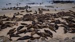Kawanan Singa Laut Invasi Pantai di California