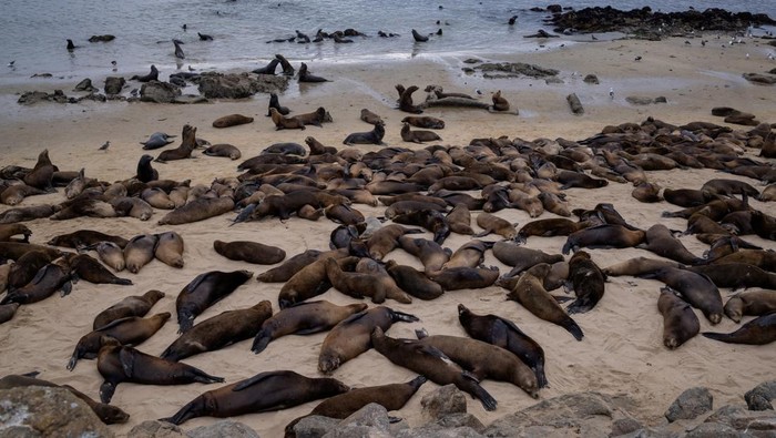 Kawanan Singa Laut 'Invasi' Pantai di California Sea lions congregate at San Carlos Beach while local authorities decided to temporarily close the beach due to the large crowd of these marine mammals in Monterey, California, U.S., August 22, 2024. REUTERS/Carlos Barria TPX IMAGES OF THE DAY