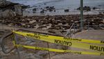 Kawanan Singa Laut Invasi Pantai di California