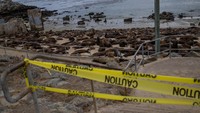 Kawasan Pantai San Carlos saat ini ditutup sementara oleh otoritas setempat. 