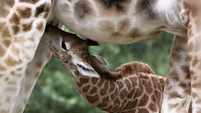 Seekor bayi jerapah baru lahir di kebun binatang Tierpark di Berlin, Jerman. Bayi jerapah itu adalah Jerapah Rothschild.