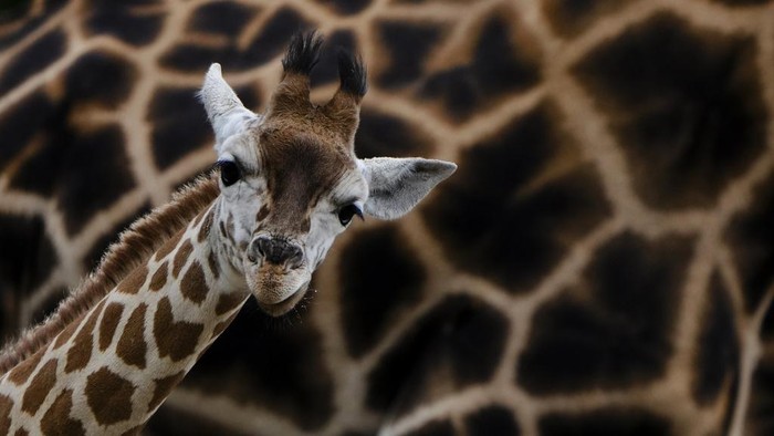 Seekor bayi jerapah baru lahir di kebun binatang Tierpark di Berlin, Jerman. Bayi jerapah itu adalah Jerapah Rothschild.