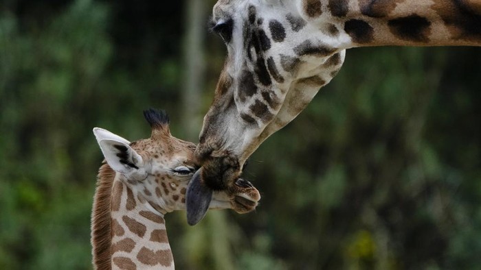 Manjanya Emily, Si Bayi Jerapah yang Baru Lahir di Kebun Binatang Jerman Seekor bayi jerapah baru lahir di kebun binatang Tierpark di Berlin, Jerman. Bayi jerapah itu adalah Jerapah Rothschild.
