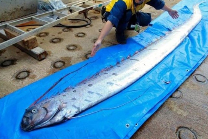 Oarfish ikan kiamat