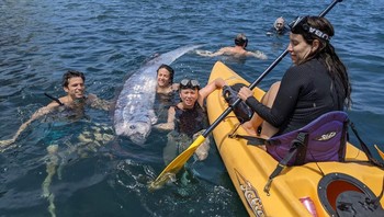 Mengutip Forbes, merujuk hasil sejumlah penelitian, hasil studi terbaru para peneliti Jepang menunjukkan kemunculan oarfish sama sekali tidak berkorelasi dengan gempa. Foto: Michael Wang via USA Today