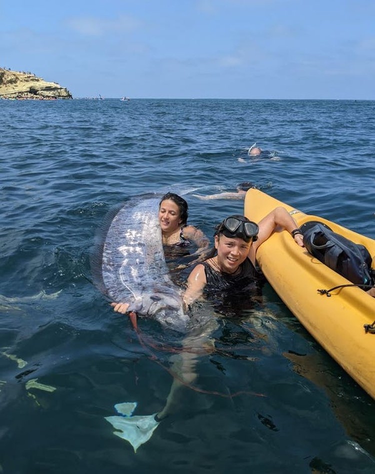 Oarfish ikan kiamat