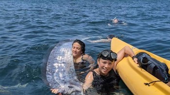 Oarfish merupakan jenis ikan di perairan laut dalam sehingga jarang muncul di permukaan. Nah saat muncul, bukan berarti bakal terjadi gempa atau tsunami. Lalu bagaimana awal mulanya oarfish disebut sebagai ikan hari kiamat? Foto: Michael Wang via USA Today