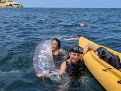 Heboh Penampakan Oarfish, Ikan Hari Kiamat