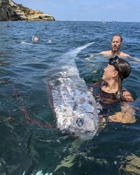 Oarfish ikan kiamat