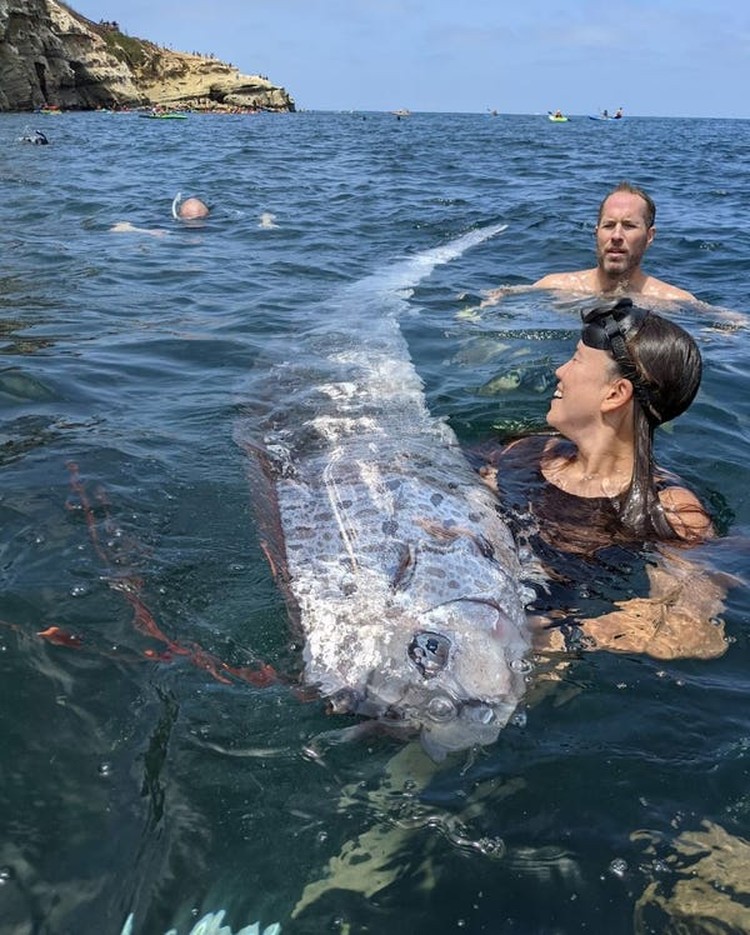 Oarfish ikan kiamat