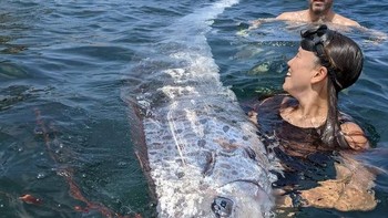 Menariknya, makhluk satu ini sering dijuluki ikan hari kiamat karena menurut kisah yang berasal dari Jepang, kemunculan ikan ini menandakan akan ada bencana, khususnya gempa Bumi. Foto: Michael Wang via USA Today