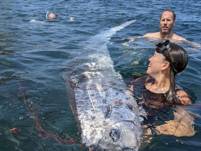 Oarfish ikan kiamat