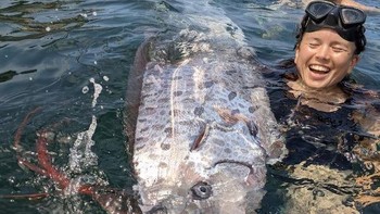 Penemuan ikan yang dapat tumbuh sampai sepanjang 8 meter ini membuat sekelompok ilmuwan dan tim penjaga pantai bekerja sama untuk membawanya ke fasilitas National Oceanic and Atmospheric Administration (NOAA) untuk diteliti lebih lanjut. Foto: Michael Wang via USA Today
