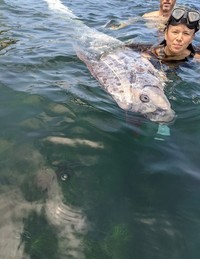 Oarfish ikan kiamat