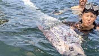Selama 125 tahun, tercatat hanya 20 kali ada penampakan oarfish di area itu. Foto: Michael Wang via USA Today