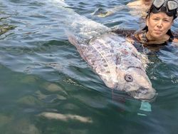 Heboh Penampakan Oarfish, Ikan Hari Kiamat