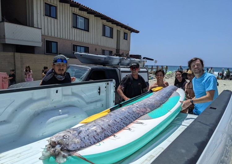 Oarfish ikan kiamat