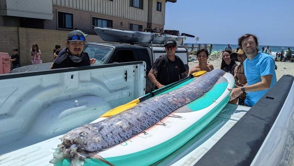 Heboh Penampakan Oarfish, Ikan Hari Kiamat