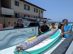 Heboh Penampakan Oarfish, Ikan Hari Kiamat