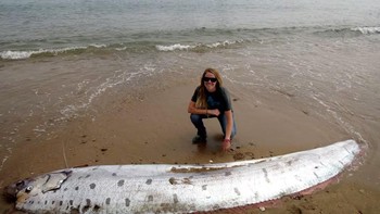 Oarfish pertama kali dideskripsikan pada 1772. Pertemuan langka dengan penyelam dan tangkapan tidak disengaja telah memberikan sedikit informasi perilaku dan ekologi ikan ini. Foto: Reuters