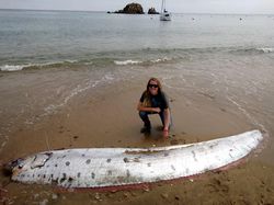 Heboh Penampakan Oarfish, Ikan Hari Kiamat