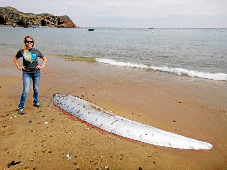 Oarfish ikan kiamat