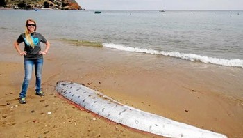 Tetapi, beberapa ilmuwan telah mencoba menjelaskan legenda itu dengan menyebut pergerakan lempeng tektonik dapat menghasilkan arus elektromagnetik yang mendorong oarfish dan ikan laut dalam lainnya seperti dealfish, ribbonfish, dan unicorn creshfish menuju perairan dangkal. Foto: via AnimalSpot