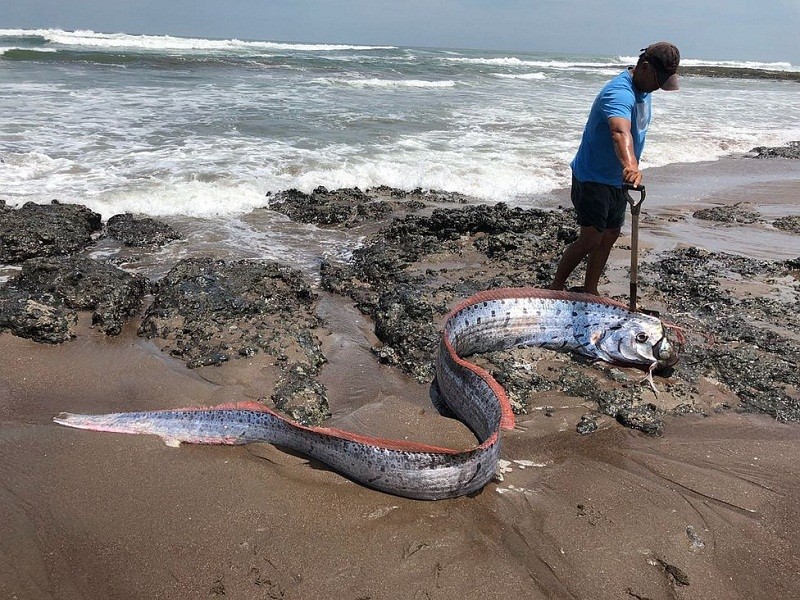 Oarfish ikan kiamat